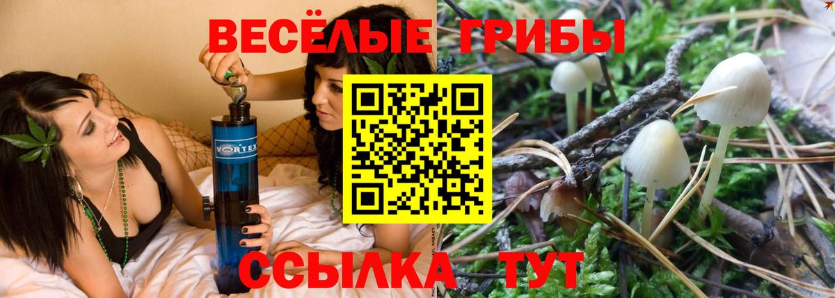 Шадринск  Галлюциногенные грибы Psilocybine cubensis  Вход с VPN 